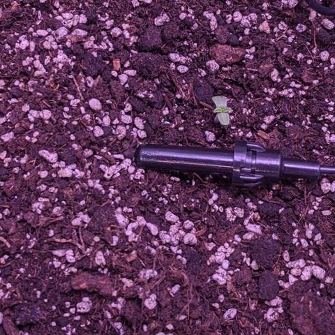 Blueberry growlog timeline photo