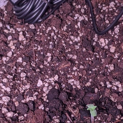 Blueberry growlog timeline photo