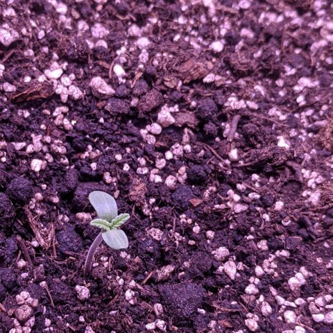 Blueberry growlog timeline photo