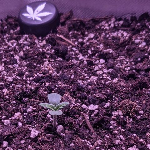 Blueberry growlog timeline photo