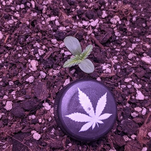 Blueberry growlog timeline photo