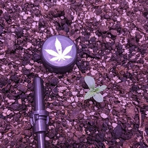 Blueberry growlog timeline photo