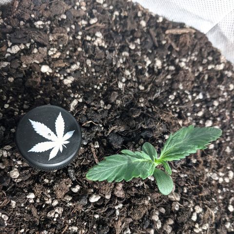 Blueberry growlog timeline photo