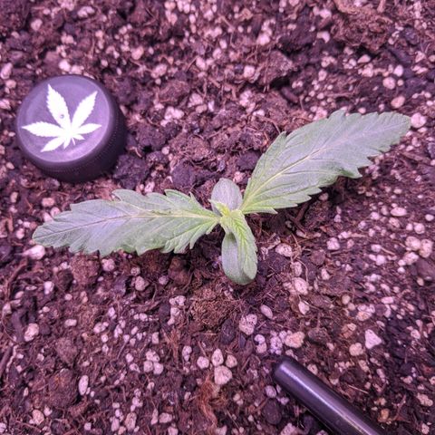 Blueberry growlog timeline photo