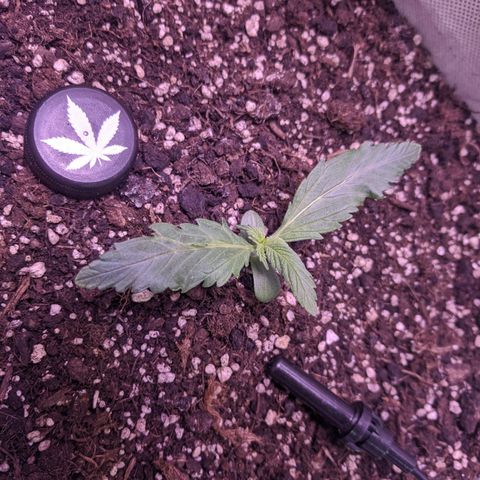 Blueberry growlog timeline photo