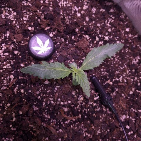 Blueberry growlog timeline photo