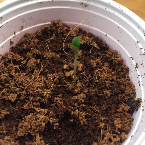 Sweet Tooth 1 growlog photo: Sprouted!!