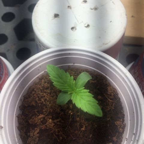 Sweet Tooth 1 growlog timeline photo
