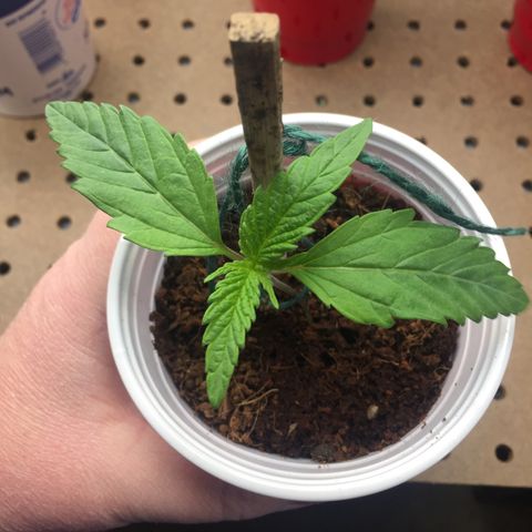 Sweet Tooth 1 growlog timeline photo