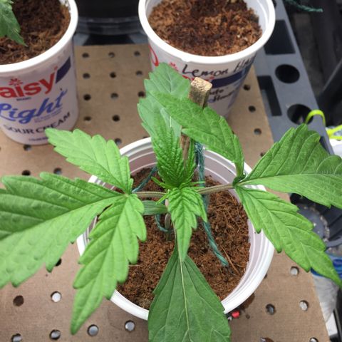 Sweet Tooth 1 growlog timeline photo