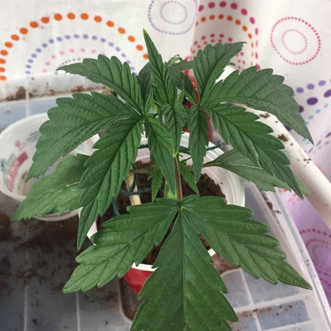 Sweet Tooth 1 growlog timeline photo