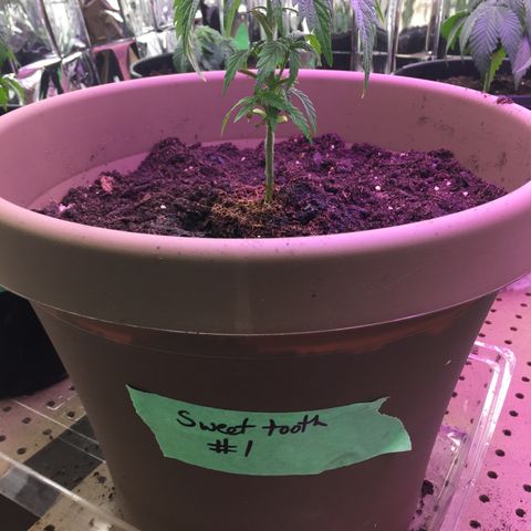 Sweet Tooth 1 growlog timeline photo