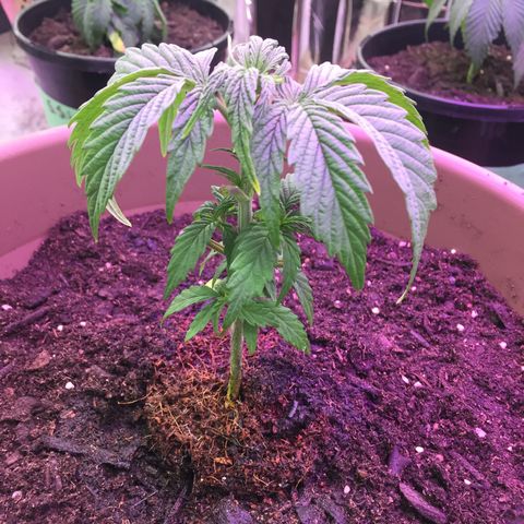 Sweet Tooth 1 growlog timeline photo