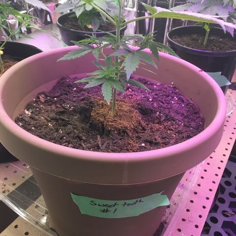 Sweet Tooth 1 growlog timeline photo