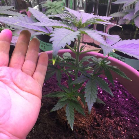 Sweet Tooth 1 growlog timeline photo