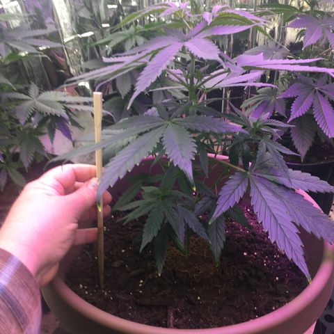 Sweet Tooth 1 growlog timeline photo