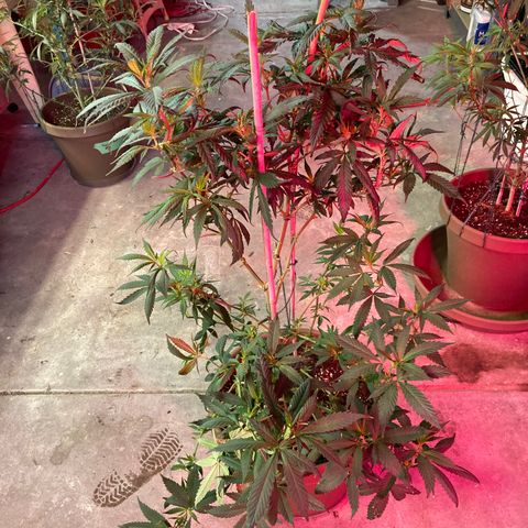 Sweet Tooth 1 growlog timeline photo