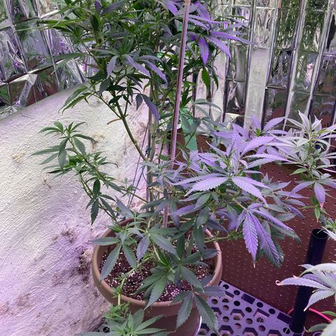 Sweet Tooth 1 growlog timeline photo