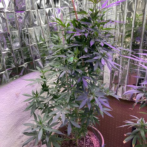 Sweet Tooth 1 growlog timeline photo