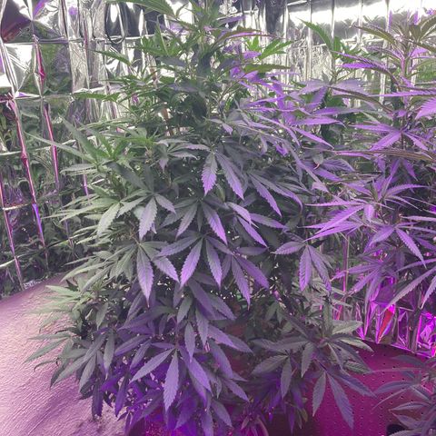 Sweet Tooth 1 growlog photo: Appears to want to flower 