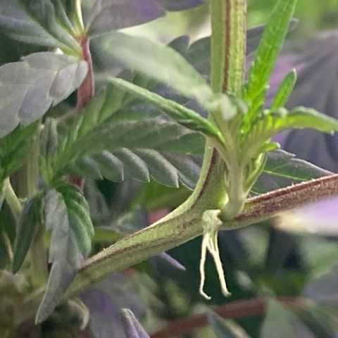 Sweet Tooth 1 growlog photo: Appears to want to flower 