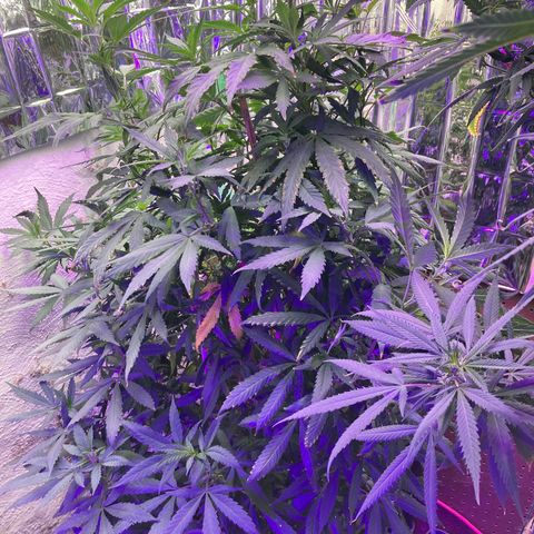 Sweet Tooth 1 growlog timeline photo