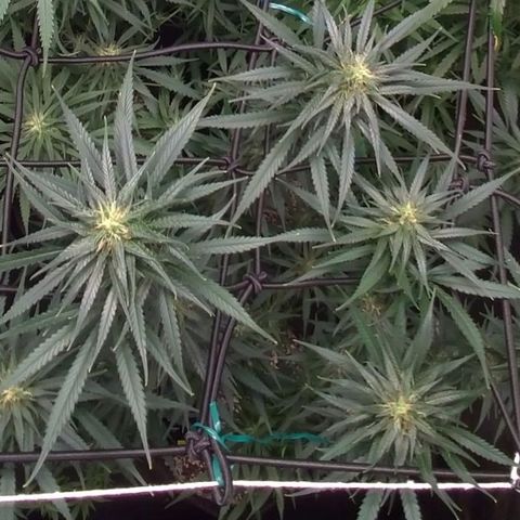 Prenseeds Amarela growlog timeline photo