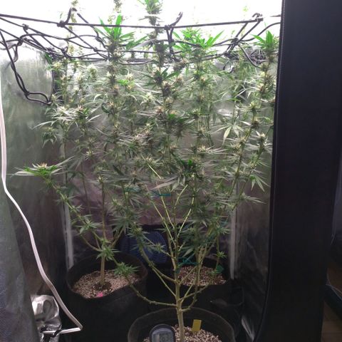 Prenseeds Amarela growlog timeline photo