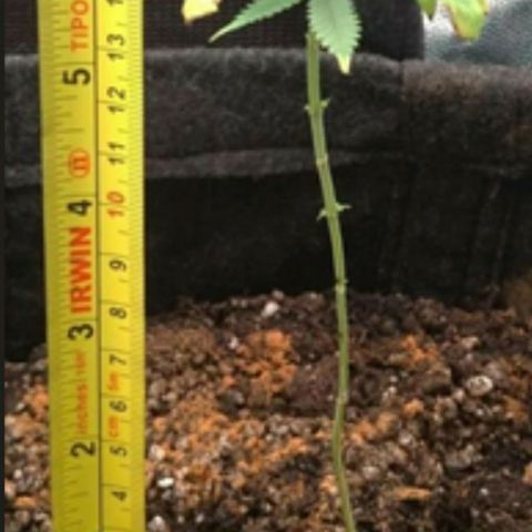 Prenseeds Amarela growlog timeline photo