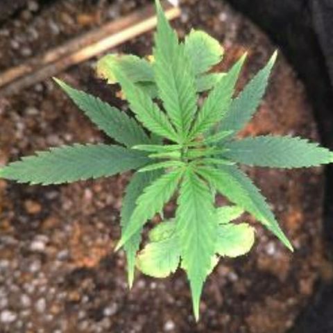 Prenseeds Amarela growlog timeline photo