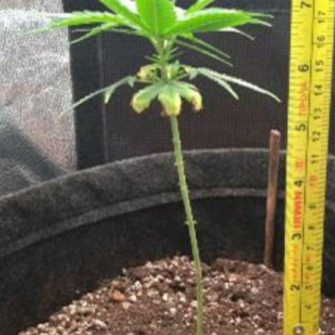 Prenseeds Amarela growlog timeline photo