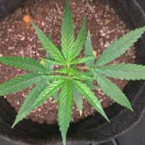 Prenseeds Amarela growlog timeline photo
