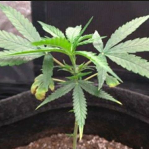Prenseeds Amarela growlog timeline photo