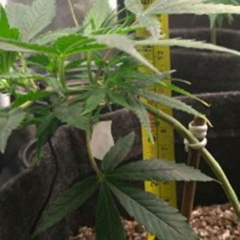 Prenseeds Amarela growlog timeline photo