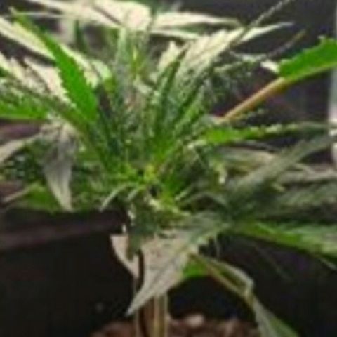 Prenseeds Amarela growlog timeline photo