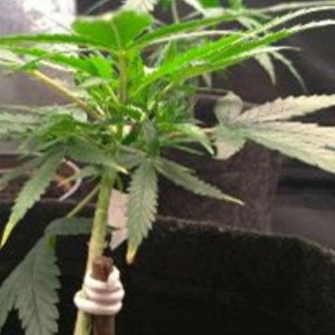Prenseeds Amarela growlog timeline photo