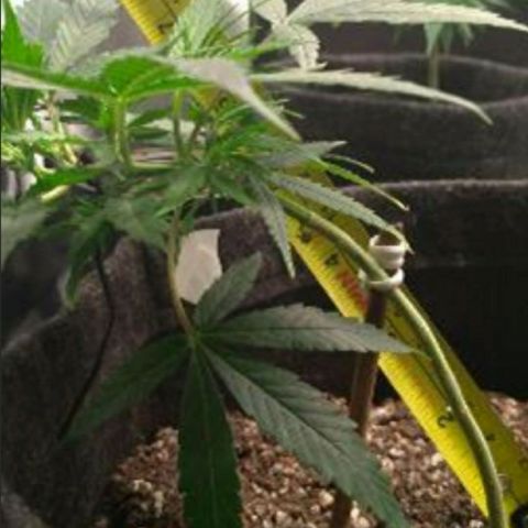 Prenseeds Amarela growlog timeline photo