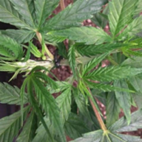 Prenseeds Amarela growlog timeline photo