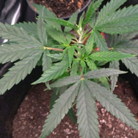Prenseeds Amarela growlog timeline photo