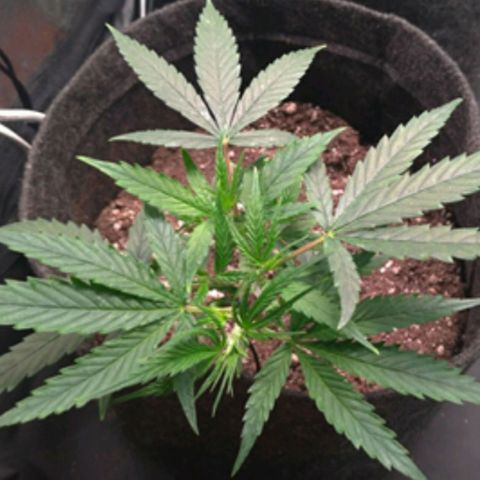 Prenseeds Amarela growlog timeline photo