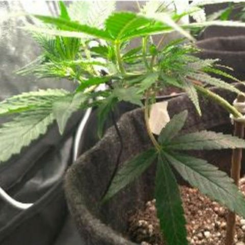 Prenseeds Amarela growlog timeline photo