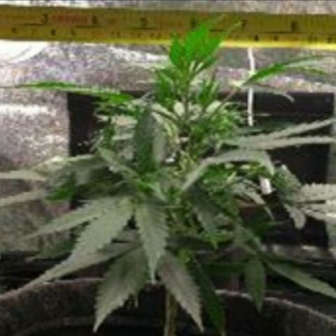 Prenseeds Amarela growlog timeline photo