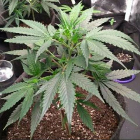 Prenseeds Amarela growlog timeline photo