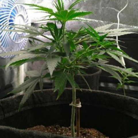 Prenseeds Amarela growlog timeline photo