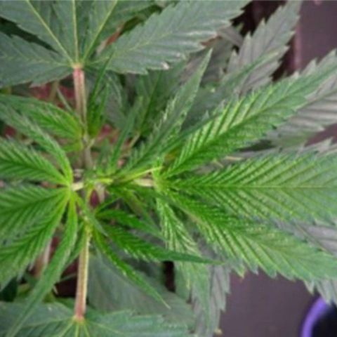 Prenseeds Amarela growlog timeline photo