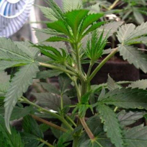 Prenseeds Amarela growlog timeline photo