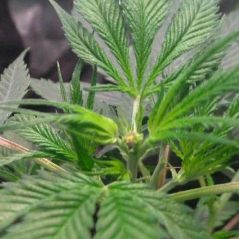 Prenseeds Amarela growlog timeline photo