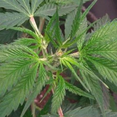 Prenseeds Amarela growlog timeline photo