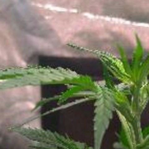 Prenseeds Amarela growlog timeline photo