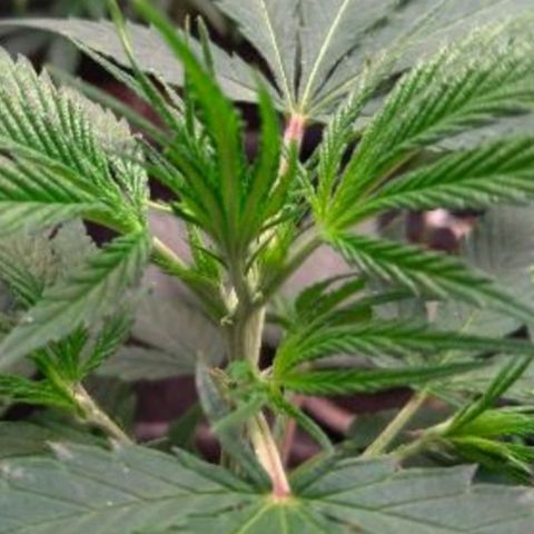 Prenseeds Amarela growlog timeline photo